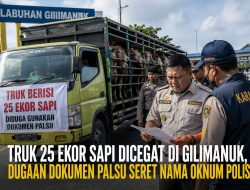 25 Ekor Sapi Tujuan Luar Bali Dicegat di Gilimanuk, Dugaan Dokumen Karantina Palsu Diselidiki