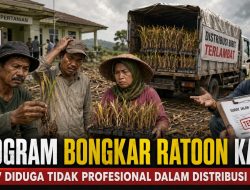 Program Bongkar Ratoon Kacau, 2 CV Diduga Tidak Profesional dalam Distribusi Bibit